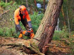 How Our Tree Care Process Works  in  Fairplay, GA