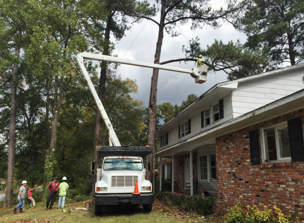 Best Tree Disease Treatment  in Fairplay, GA