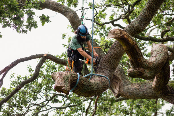 Best Tree Removal  in Fairplay, GA