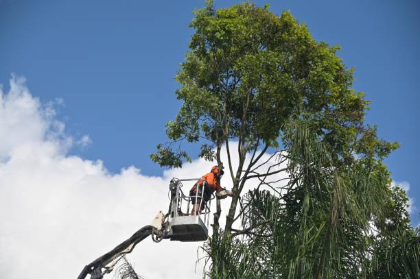 Best Tree Maintenance Programs  in Fairplay, GA