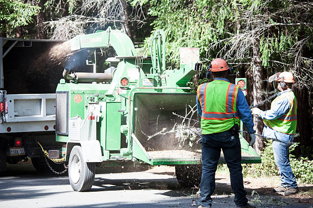 Best Storm Damage Tree Cleanup  in Fairplay, GA