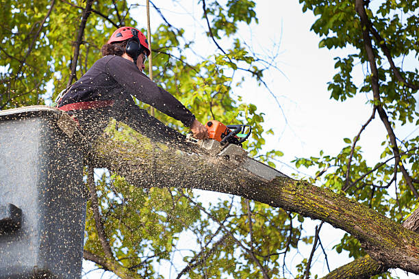 Trusted Fairplay, GA Tree Care Experts