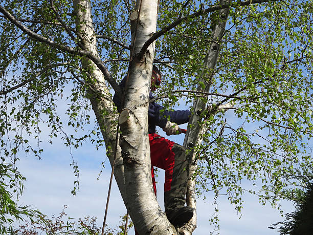 Best Commercial Tree Services  in Fairplay, GA