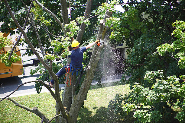 Lawn Renovation and Restoration in Fairplay, GA