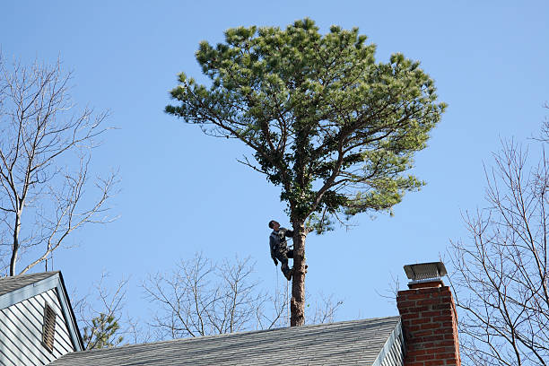 Mulching Services in Fairplay, GA