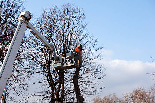 Best Tree Fertilization  in Fairplay, GA